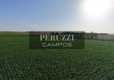 260 Ha - Los Cardos (Santa Fe) - Agricola