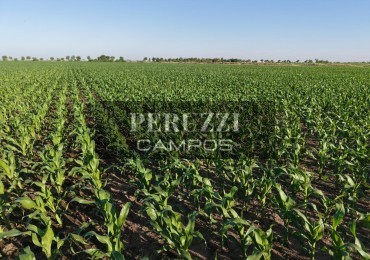 84 Has - Los Cardos (Santa Fe) - Agricola