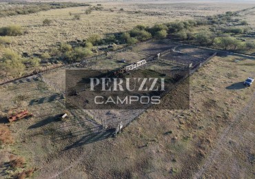 660 Has - Totoras (Santa Fe) - Ganadero/Cria 