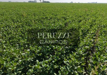 65 Ha - Chovet (Santa Fe) - Agricola