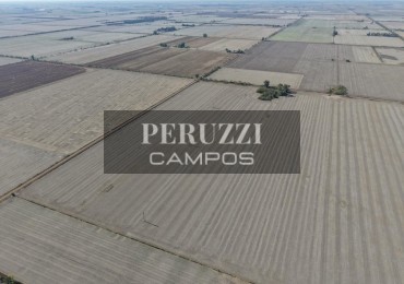 44 Ha - San Vicente (Santa Fe) - Agricola
