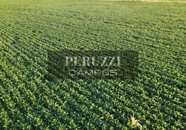 156 Has - Diaz (Santa Fe) - Mixto