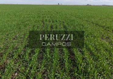 37 Has - Piamonte (Santa Fe) - Agricola/Ganadero