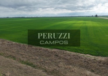 83 Has - Saguier (Santa Fe) - Agricola 