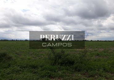 825 Has - Malbran (Sgo del Estero) - Ganadero/Ciclo completo