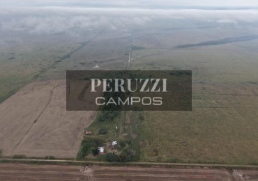878 Ha - Colonia Belgrano (Santa Fe) - Ganadero