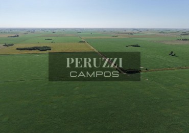 98 Has - San Genaro (Santa Fe) - Mixto 