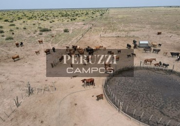 1930 Has - Casares (Sgo del Estero) - Mixto