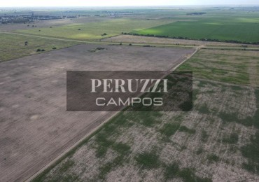 277 Has - Selva (Sgo del Estero) - Agricola/Suelo Clase II