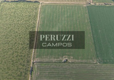 80 Has - Centeno (Santa Fe) - Agricola