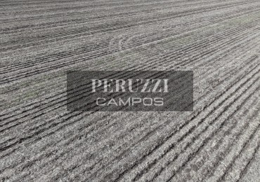 110 Ha - Timbues (Santa Fe) - Agricola 