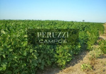 1438 Has - Sgo del Estero limite Santa Fe - Agricola 