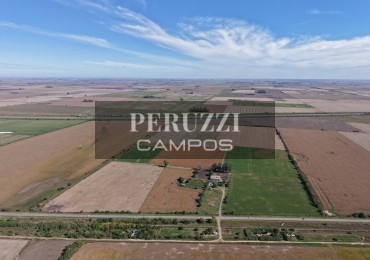 59 Ha - San Fabian (Santa Fe) - Agricola 