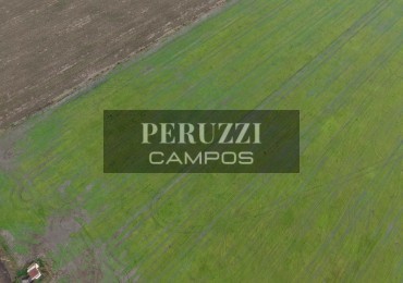 51 Ha - El Trebol (Santa Fe) - Agricola