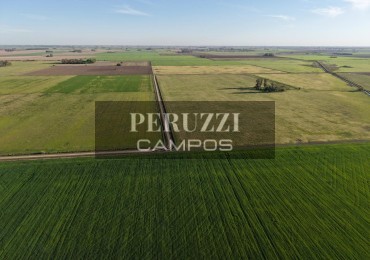 49 Has - Centeno (Santa Fe) - Agricola  