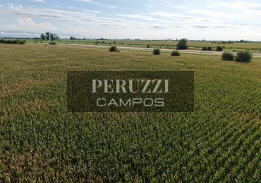 21 Has - San Genaro (Santa Fe) - Agricola 